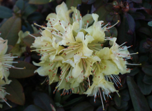 Zwerg-Rhododendron Princess Ann