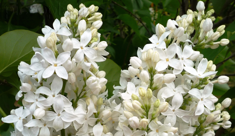 Syringa hyacinthiflora 'Angel White'