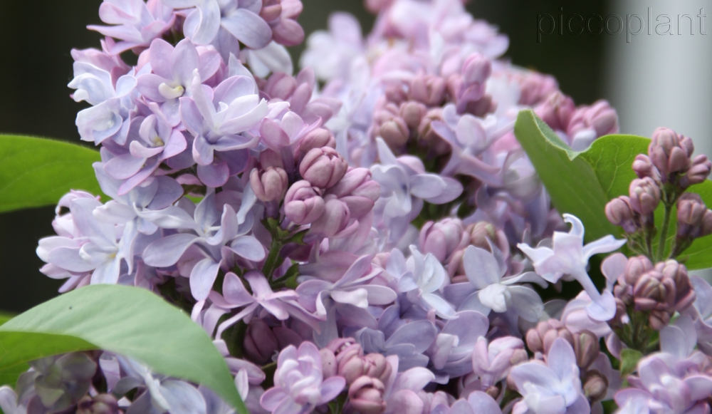 Lilac Rarities