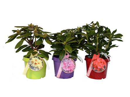 MarketingRhododendren-in-C2