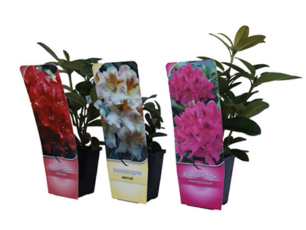 MarketingRhododendren-in-Tb9